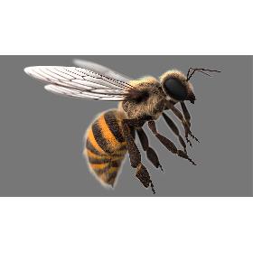 White Horse (Rigged)(1) 3D model